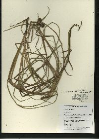 Sparganium angustifolium image
