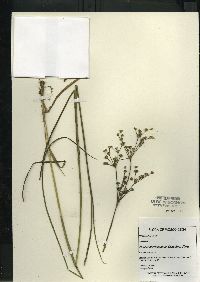 Juncus brevicaudatus image