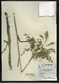 Glyceria canadensis image