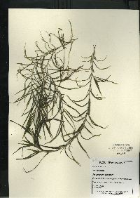 Potamogeton robbinsii image