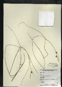 Carex oligosperma image