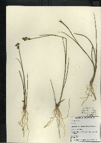 Juncus brevicaudatus image