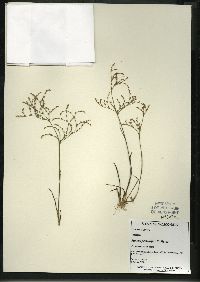 Juncus pelocarpus image