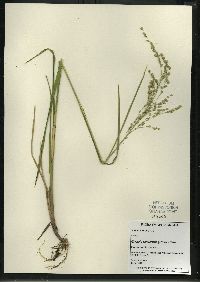 Glyceria canadensis image