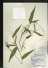 Dichanthelium latifolium image