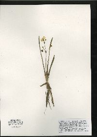 Sagittaria graminea subsp. graminea image