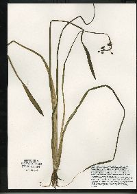 Sagittaria graminea image