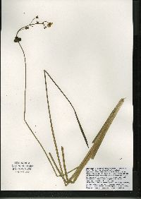 Sagittaria rigida image