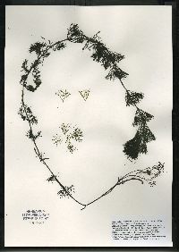 Bidens beckii image