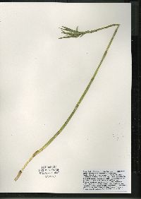 Dulichium arundinaceum var. arundinaceum image