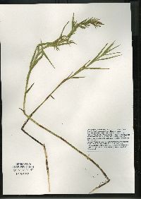 Dulichium arundinaceum var. arundinaceum image