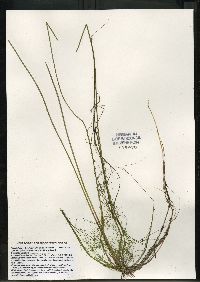 Eleocharis robbinsii image