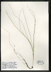 Schoenoplectus subterminalis image