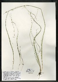 Schoenoplectus subterminalis image