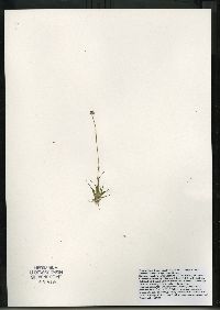 Eriocaulon aquaticum image