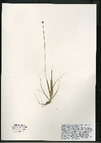 Eriocaulon aquaticum image