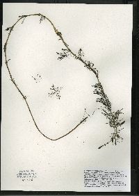 Myriophyllum sibiricum image