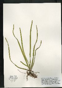 Vallisneria americana image