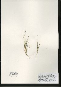 Juncus pelocarpus image