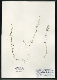 Utricularia intermedia image