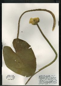 Nuphar variegata image