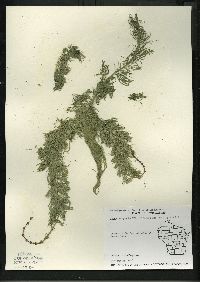 Myriophyllum sibiricum image