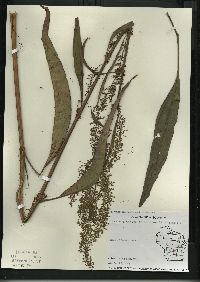 Rumex verticillatus image