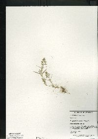 Eragrostis hypnoides image