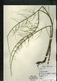 Equisetum fluviatile image