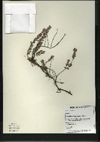 Vaccinium macrocarpon image