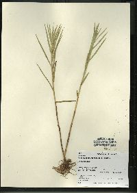 Dulichium arundinaceum var. arundinaceum image