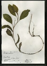 Potamogeton amplifolius image