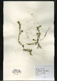 Elodea canadensis image