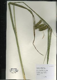 Carex comosa image