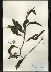 Potamogeton amplifolius image