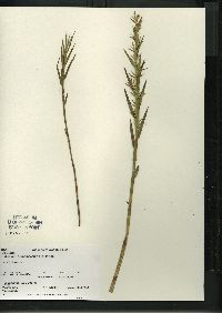 Dulichium arundinaceum var. arundinaceum image