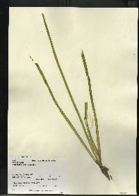 Vallisneria americana image