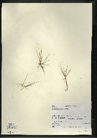 Juncus pelocarpus image