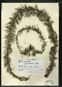 Myriophyllum heterophyllum image