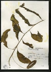 Potamogeton amplifolius image