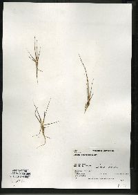 Juncus pelocarpus image