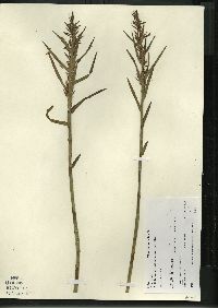 Dulichium arundinaceum var. arundinaceum image