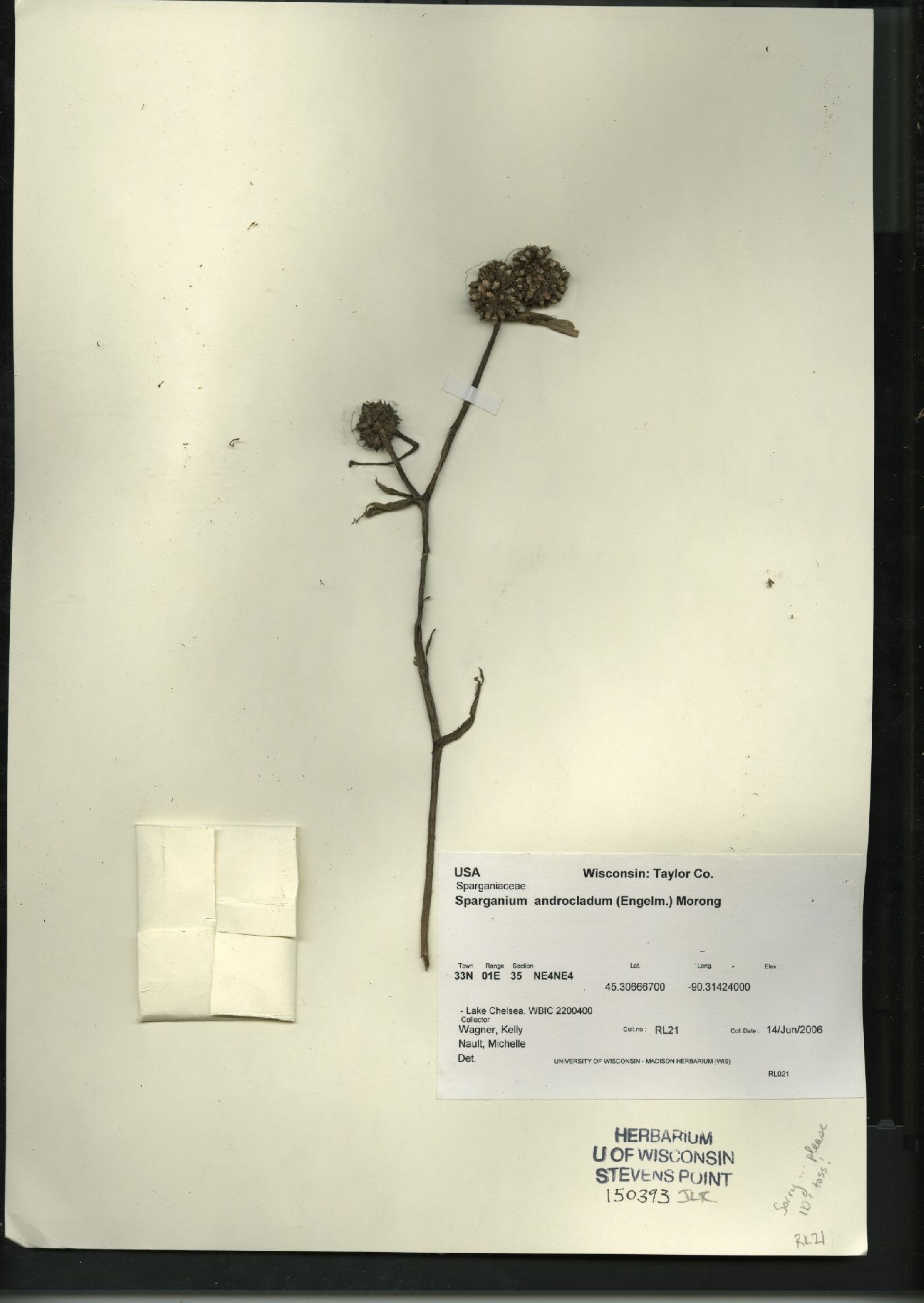 Sparganium androcladum image