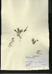 Ceratophyllum demersum image