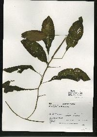 Potamogeton amplifolius image