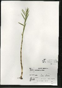 Dulichium arundinaceum var. arundinaceum image