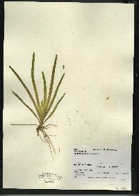 Vallisneria americana image