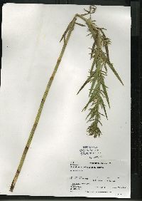 Dulichium arundinaceum var. arundinaceum image