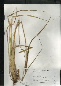 Carex comosa image