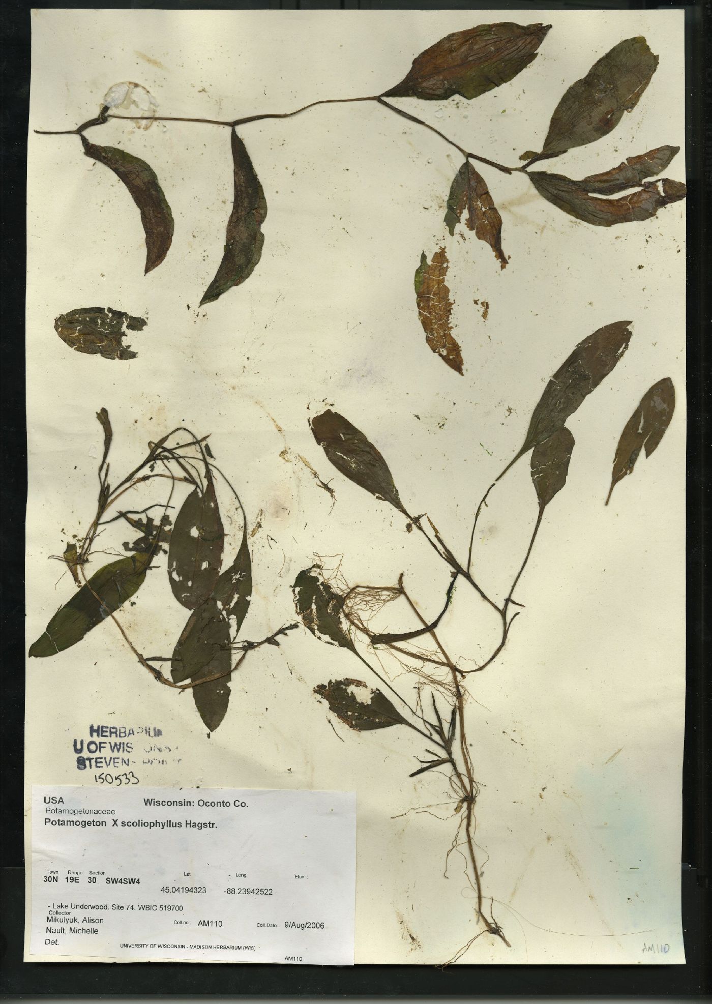 Potamogeton x scoliophyllus image